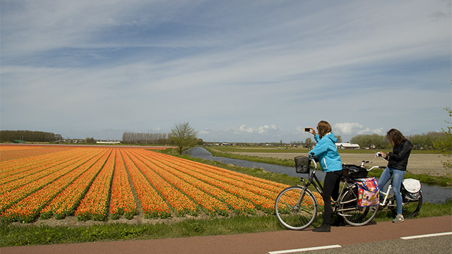 Tulip bike tour amsterdam
